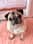 pugstarchloe