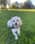 Littlezunidog