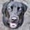 mishka_de_labrador