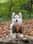 shadoww_the_pomsky