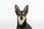eli_and_the_minpin
