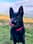 bonnie.thegermanshep