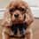 derry_the_cav