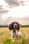 dillon_the_springer