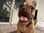rufus.dudog