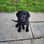 poppunk_pets_and_parenthood