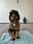 Jleaux_minibernedoodle