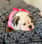 espinasAzulesBulldogs
