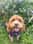 sadiecockapoo