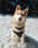 Husky_ofthe_sea