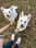 twowhitewoofs