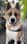 dogsamurai_hanzo