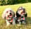 little_luna_and_poppy
