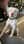 Roscoe_the_mixed_up_bull