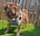 pugsbullyboerboel