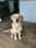Remi.the.retrieverr