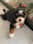 mazzel_thebernedoodle