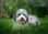 Itsleothebernedoodle