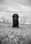 Joey_the_black_lab2024