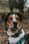 cody_welsh_collie
