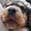 gino_thecockerspaniel_nl