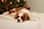 Sammy_the_cava