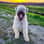 milow_theblondebouvier