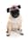 pypahmaii_the_pug