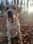 Denisewithdogs