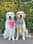 gvl_golden_girls