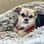 Travels_with_bugsy