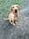 Bella_fox_red_lab