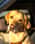 autumn_the_awesome_labrador