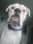 Milothewhiteboxer