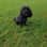 Sully_the_cavapoochon