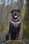 kylie.the.rottweiler