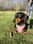 cocothesausagedog__