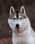 kiba_siberian