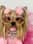 maiachanelyorkiemodel