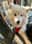 fluffy_ciri