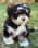 axel_the_havanese