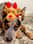 _willowthecattledog_