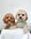 Walt.and.lily.shihpoo