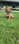 Benelli&Sawyer_dachsund