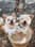 rocco_adventures