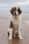 eltonrocketpaws