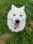 3_north_dogs
