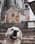 Frenkie_golden_retriever