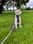 willow_woof_assistance_dog