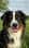 milo_the_not_so_mini_aussie